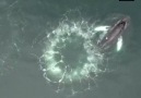 NowThis Future - New Footage Shows Whales Making Bubble Nets Facebook