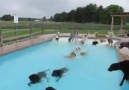 Now THIS is a pool Party