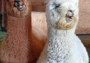 NTD Television - Alpaca Relaxing While Chewing