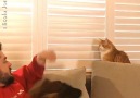 NTD Television - Cat Shows Dominance Over Dad Facebook