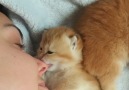 NTD Television - Kitten Bites and Licks Owner&Nose Facebook