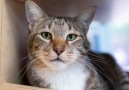 NTV - Arkadaşlarını serbest bırakan kedi tecrit edildi Facebook