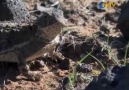 Ntv Hayat Belgeseli 2. Bölüm - Boynuzlu Kertenkele