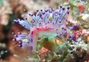 Nudibranch world by Viktor Perchyk