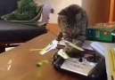 Nuevos videos de gatos locos