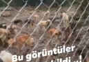 NUH MEDYA - Burası Ünye Kızılkaya hayvan barınağı...