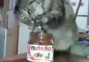 Nutella Cat!