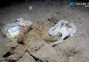 OceanVizion - I found this pair of Coconut Octopus doing...