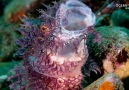 OceanVizion - Rhinopias Frondosa Yawning !!! Facebook