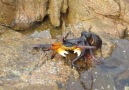 Octopus Attacks Crab on Land