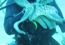 Octopus Incredible Nature