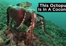 Octopus uses coconut for protection