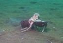 Octopus walking and carrying a shell ... Fascinating ...