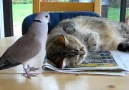 Odd friendship eurasian dove & cat