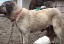 OGLAKLARI EMZİREN GÜZEL ANNE KÖPEK