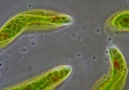 Öglena (Euglena sp.)- Kamçı Hareketi