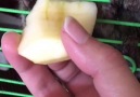 OGün ÇıRacı