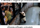 Oğuzhan Uzun - Panda Föğmi fena kızay