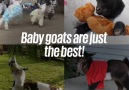 Oh my goat! I NEED one...