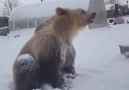 Oh the weather outside is frightful but the bear is so delightful