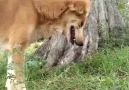 ÖIen yavrusunun gömüldüğü yerde ağlayan köpek ( Sadece dilleri yok..