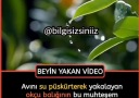 Okçu balığı ağzına doldurduğu suyu suya... - Mezhepçilik Yıkılmalı