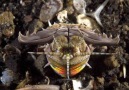 Okean dibind yaşayan dhştli canlı - Bobbit soxulcanı