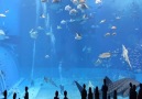 Okinawa Churaumi Aquarium. Muhteşem