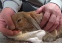 Okşanmayınca çılgına dönen aşırı sevimli tavşan