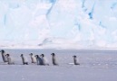 Okul gezisine çıkmış bir grup yavru penguen )