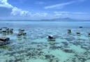 Okyanusun Ortasında Yaşam - Bajau Laut