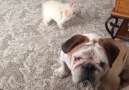 Older Dog Is Annoyed With Barking Puppy