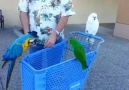 Old man flip birds in his hands ! :) <3
