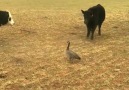 Ole! Canada goose taking a stand against cows.Credit Viral Noza