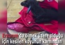 Ölen annesinin yanında anne diye bağıran kuzu