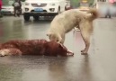 Ölen arkadaı için hıçkıra hıçkıra ağlayan köpek..