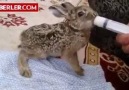 Ölmek üzereyken bulunan yavru tavşanı şırıngayla besleyen koca...