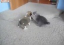 Olm siz ne tatlısınız ya  :)