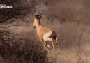 Ölümcül Antilop Saldırıları