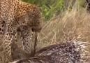 Ölümcül Av Leoparın Zehirli Oklu Kirpi Avı