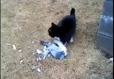 Ölü taklidi yapan güvercin kediden kurtuldu