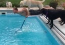 Olympic swimming pups...Follow Vs. for more!