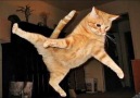 Ömer BLR - Komik Kedi Düşüşleri Derleme Facebook