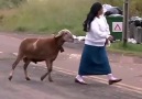 OMG Grumpy goat terrorizes town!
