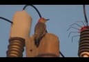 OMG How the bird got annihilated by the impact of a voltage of 50 kilovolt