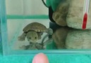 Omg I need this mini turtle in my life Newsflare