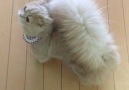 Omg look at her tail! Join our group Happy Cats