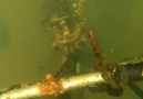 OMG Look what he found underwaterCredit goo.gldHDmYg