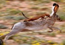 OMG! Stoat hunting rabbit. A beautiful war!See more