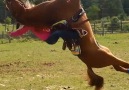 Omg this horse will NOT be tamed!